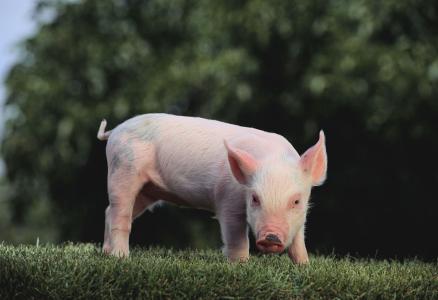 2017年全球豬肉產量11103.4萬噸，增長0.97%