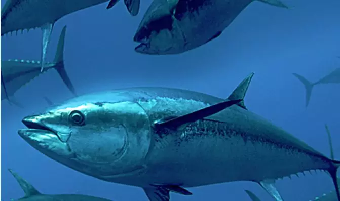 “醬油第一股”加加食品進軍水產？