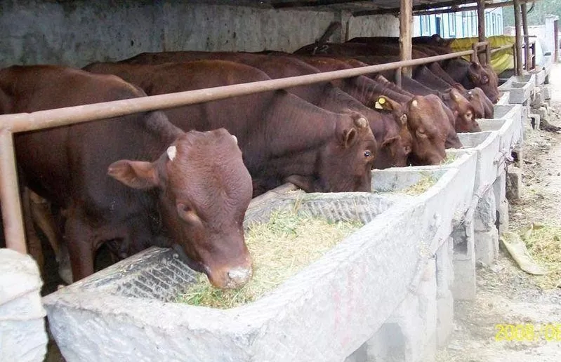 養牛賠錢，不養牛斷貨，“公司+農戶”進退兩難！