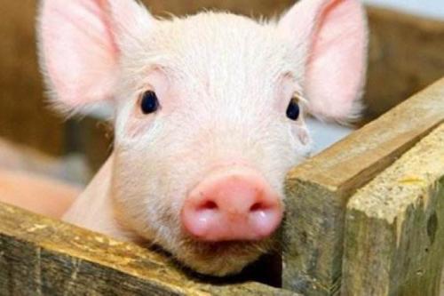 關注 | 非洲豬瘟檢測實驗室咋建？這份指南安排的明明白白