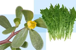 薺菜之后，蒲公英、馬齒莧入餡，野菜概念類產(chǎn)品能否野蠻生長(zhǎng)？