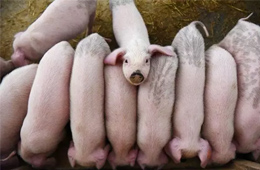 牧原股份2019年預(yù)期凈利60-64億，增長逾10倍