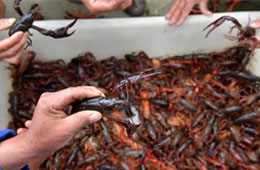 活蝦價格猛跌5成，出口訂單銳減6成，疫情下的小龍蝦還能“火”嗎？