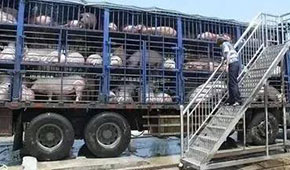  3月份6起非瘟5起屬違規(guī)調(diào)運(yùn)，今日起生豬跨區(qū)禁運(yùn)，豬價(jià)會(huì)翻身大漲嗎？