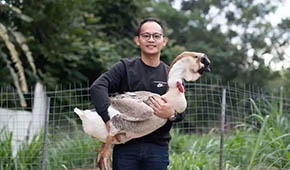 從養(yǎng)“鵝王”到做鵝丸，深挖一只鵝的潛力，這家潮汕企業(yè)下足功夫