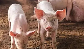 9月投放儲備肉20萬噸，創(chuàng)歷史新高；肉價要漲，食企準備好了嗎？