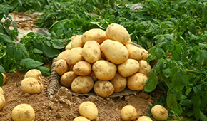 狼牙鍋巴、珍珠土豆、芝士焗土豆…掘金小吃供應鏈，小土豆“長成”大產業