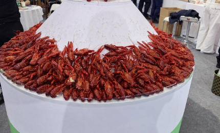 此龍蝦大熱，彼龍蝦還能不能翻紅？